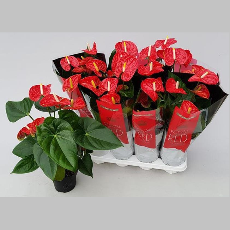 Anthurium foarte mare Rosu, 55 cm 